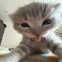 geep.geep
