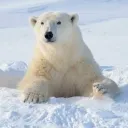 pelucito7