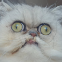 vexeliuss#4760's avatar