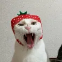 kekwlol67