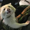 short_annoying_gremlin