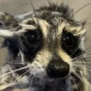 short_annoying_gremlin