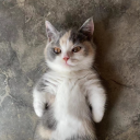 zhanglixingyue's Avatar