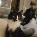 valtterio