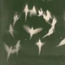 lunarifps