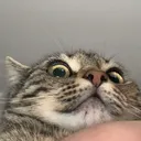 mittens31