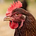 chickenfence.