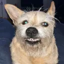 finndutt