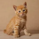 artem_cat_hd