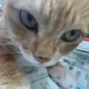 christmasharp avatar