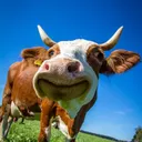 .cewnotsusycow