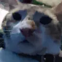patitofi8