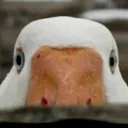 piperboy12