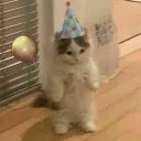 cute_cat_12