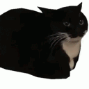 k0nvlct