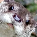la_loutre_burlesque