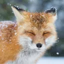 verdant_fox