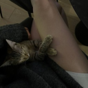 avatar carte blanche