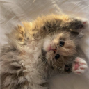 avatar 𝒮ℴ𝓅𝒽𝒾𝒶 ✿