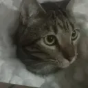yisusdenazaret0114 avatar