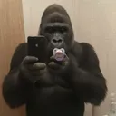 zenoideris