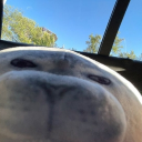 avatar ◇ Pruuingoo