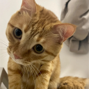 avatar 紫璃ふうりん