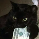 yz_cat avatar