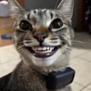kiwiator