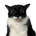 kiwiator