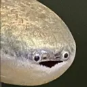 shi0iのアバター