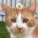 spring_boi