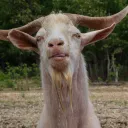 skippy