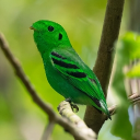 avatar legoanimegirl