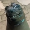 da_pibble