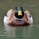 Utka_pohuist