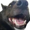 orra