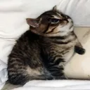 cantdotbh