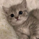 avatar !!Połnocny Grajekk!!