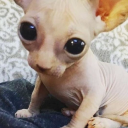 avatar ⸝⸝⸝ 𝙈𝙧. 𝙒𝙝𝙞𝙨𝙠𝙚𝙧𝙨 ⸝⸝