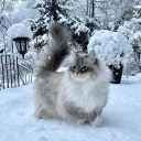 avatar *.˚˖° ฅ 𝓚𝓲𝓽𝓽𝔂 ฅ⋆˚˖°