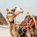 452919815835's Avatar