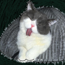 xmiachina283's Avatar