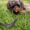 avatar globee loves her