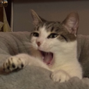 avatar globe loves her