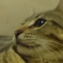 Аватар danila011