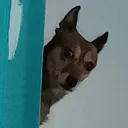 dzsekeb