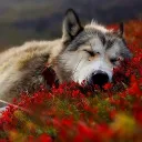 _darkwolf45