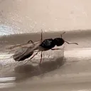 backyardcanadianantkeeper