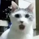 sentrey